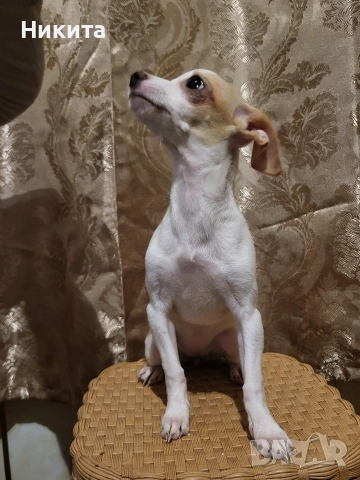 чихупинчер, снимка 5 - Пинчер - 52591528