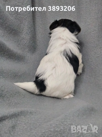 биверчета, снимка 8 - Йоркширски териер - 52788675