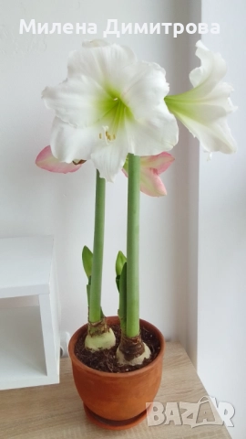 Амарилиси различни цветове , снимка 15 - Стайни растения - 52243503
