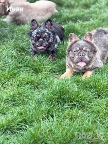 Френски булдог, снимка 4 - Френски булдог - 53140562