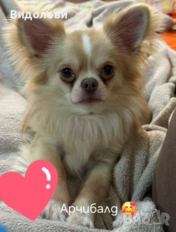 Дългокосместо мини чихуа мъжко , снимка 6 - Чихуахуа - 54295668