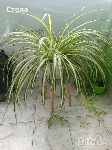 Бенджамин, Хлорофитум, Бегония, Женшен, Фикус 