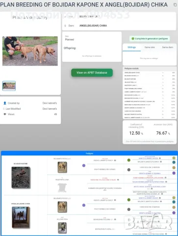 Родословни кутрета Топ! , снимка 6 - За кучета - 56523059