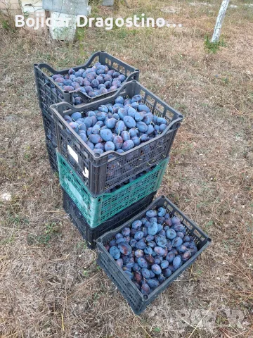 Продавам сини сливи
