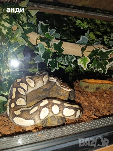 мъжки кралски питон Mojave orange dream pastel, снимка 10 - Змии - 52985615