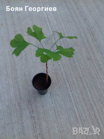 Гинко Билоба - Дръвчета - Фиданки, снимка 5 - Градински цветя и растения - 11653945