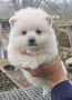 померан , снимка 2