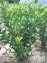 Зелен лигуструм на гол корен !, снимка 1 - Градински цветя и растения - 37320503