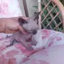 Канадси сфинкс женска, снимка 8