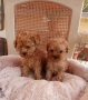 Той пудел/малтипу F2-момче и момиче, снимка 4
