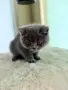 Британско късокосместо коте момче, снимка 3