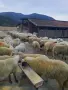 Продавам стадо офце, снимка 7