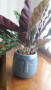 Калатея в керамична кашпа , снимка 1 - Стайни растения - 44794023