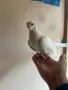 Шуменски гълъби, снимка 3