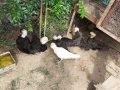Селски кокошки, снимка 13