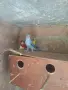 продавам малки александри, снимка 3