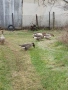 Продавам гъски, снимка 2