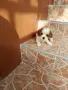 Кавалер Кинг Чарлз Шпаньол , снимка 3
