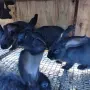 мъжки зайци великани , снимка 1
