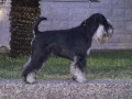 Цверг шнауцер, снимка 2
