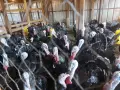 Продавам домашно отглеждани пуйки , снимка 5