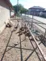 Свободни селски гъски , снимка 3