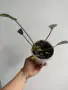 Филодендрон, philodendron Joepii, снимка 3