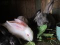 зайци и патeшки яйца, снимка 2