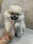 Мини померан момченца и момиченца, снимка 3