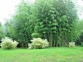 Семена от гигантски бамбук Moso Bambo градински горски декоративни растения декорация за градината д, снимка 17
