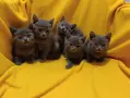 Котета от порода Руска синя котка !, снимка 2