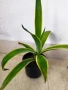 АГАВЕ два вида , снимка 2