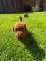 Момченце пудел/ male red poodle, снимка 3