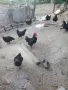 Петел черен австрилоп., снимка 3