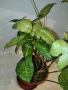 Сингониум , снимка 5