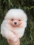 Померан момче, снимка 5