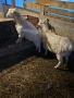 Продавам коза и яре, снимка 1