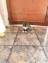 Подарявам малки котенца, снимка 7