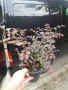 Лоропеталум/ Loropetalum - червен, снимка 6