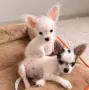Дългокосмести чихуахуа, снимка 4