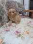 Продавам мини пудел, снимка 2
