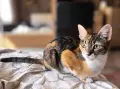 Подарявам котенце , снимка 5