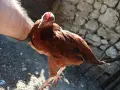 Продавам млади петлета, снимка 2