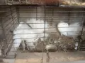Продавам гълъби, снимка 18