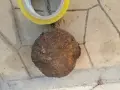 СТАРО АНТИЧНО ГЮЛЕ 1/2 1908261059, снимка 2