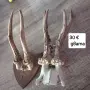 рога от сръндак , снимка 4