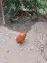 Нюхемпшир яйца за люпене , снимка 4