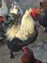 Домашни петли Средец, снимка 12