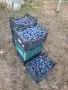 Продавам сини сливи, снимка 1