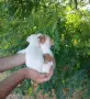 Пинчер момчета и момичета, снимка 2